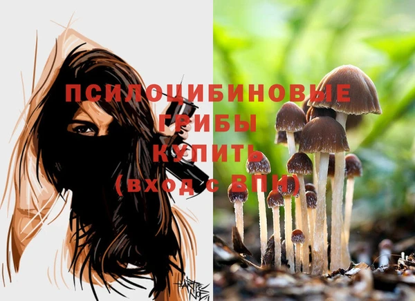 крисы Алзамай